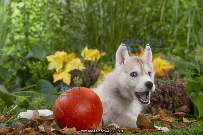 : Husky puppy outside in the garden : Husky puppy outside in the garden