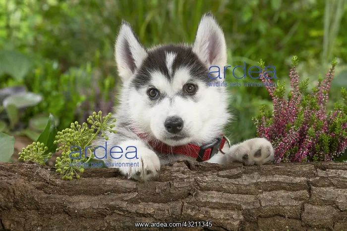  : Husky puppy outside in the garden