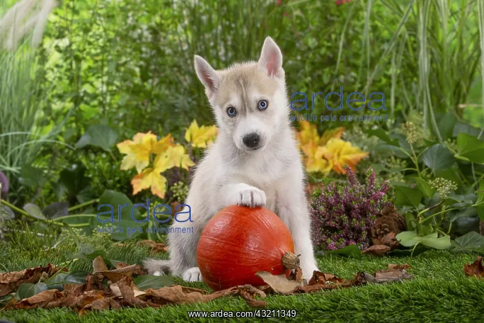 : Husky puppy outside in the garden : Husky puppy outside in the garden