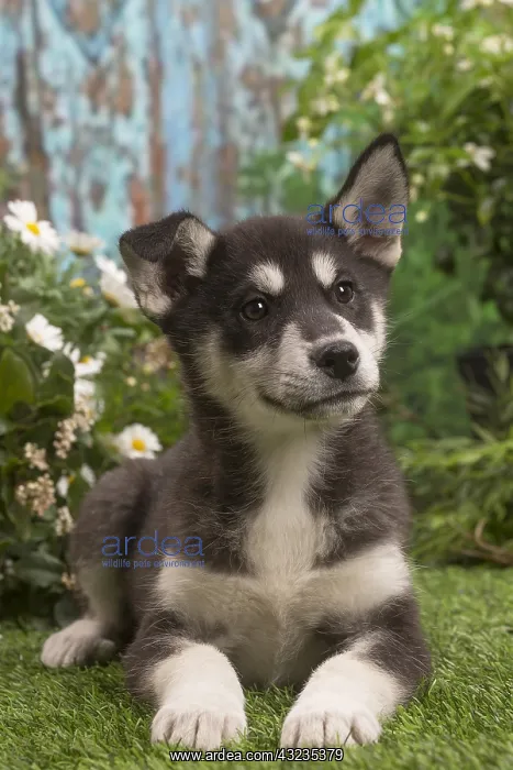 : Husky puppy outside in the garden : Husky puppy outside in the garden