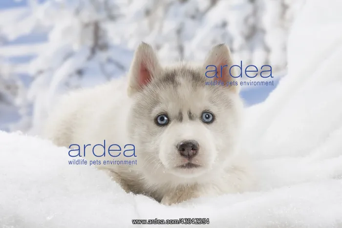  : Husky puppy in the snow in winter
