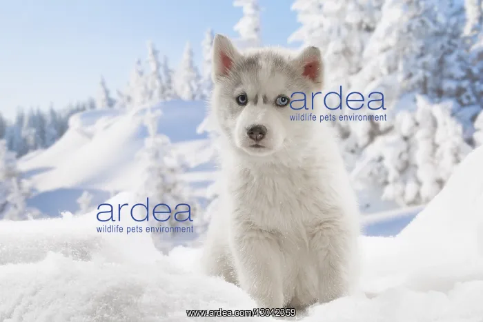  : Husky puppy in the snow in winter