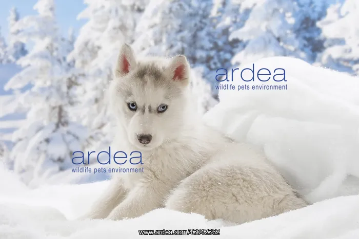  : Husky puppy in the snow in winter