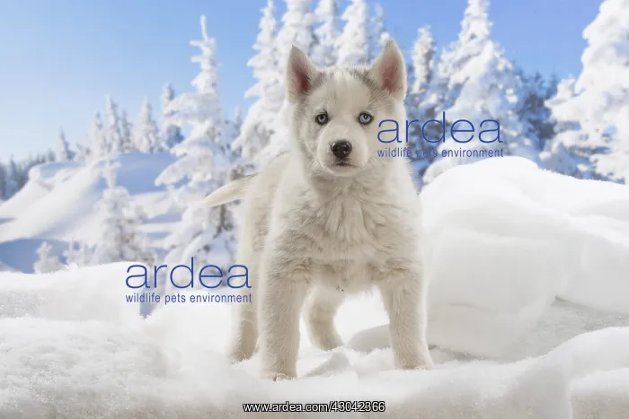  : Husky puppy in the snow in winter