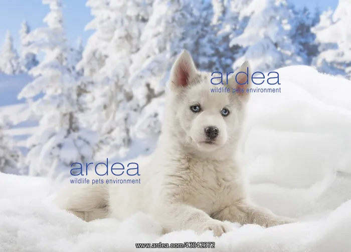  : Husky puppy in the snow in winter