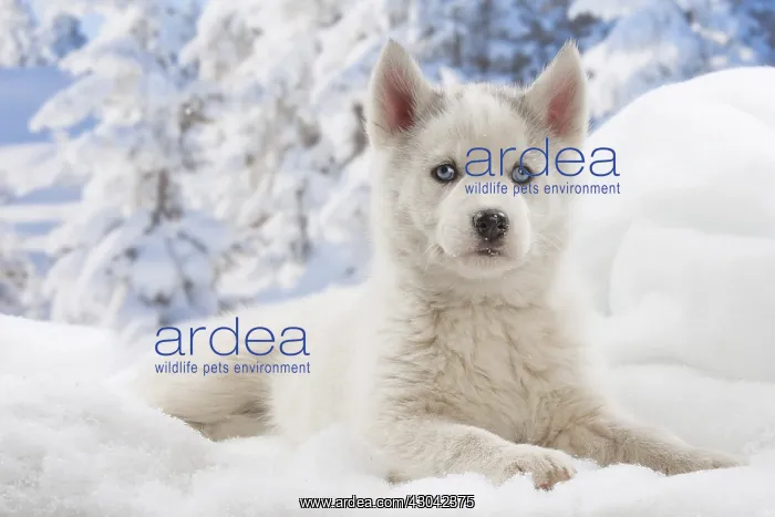  : Husky puppy in the snow in winter