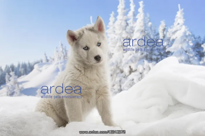  : Husky puppy in the snow in winter