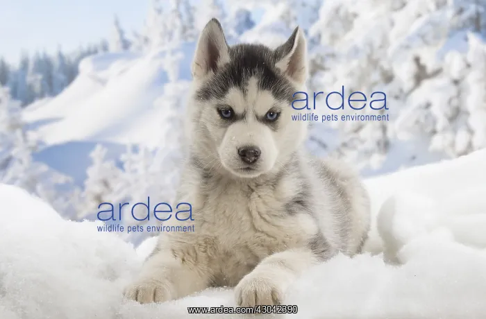  : Husky puppy in the snow in winter