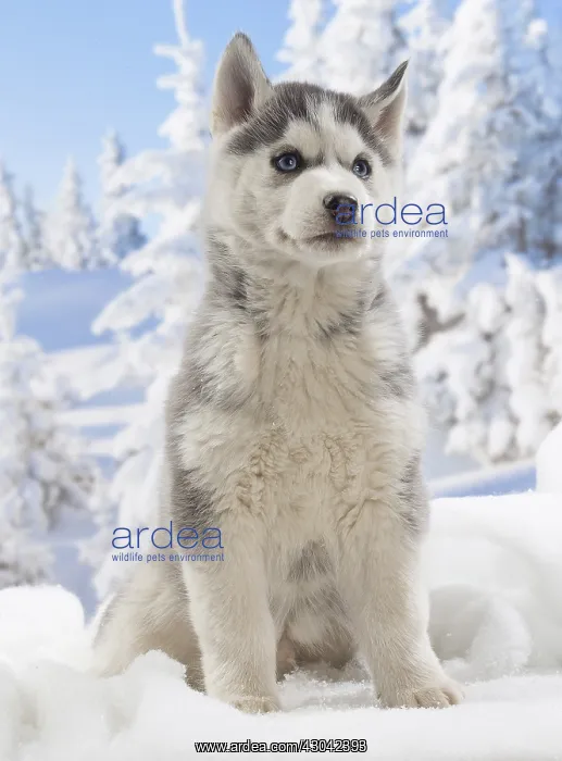  : Husky puppy in the snow in winter
