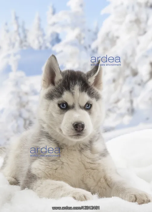  : Husky puppy in the snow in winter