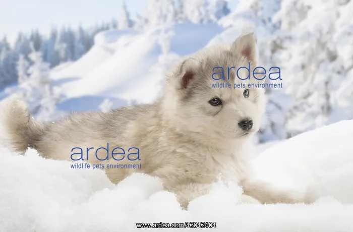  : Husky puppy in the snow in winter