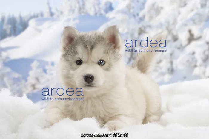  : Husky puppy in the snow in winter