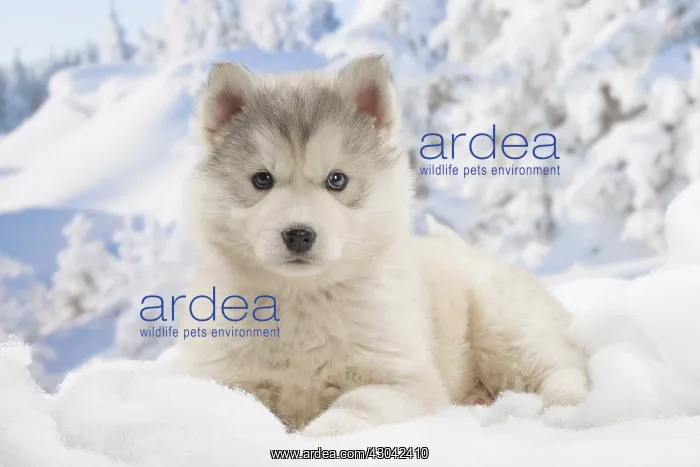  : Husky puppy in the snow in winter