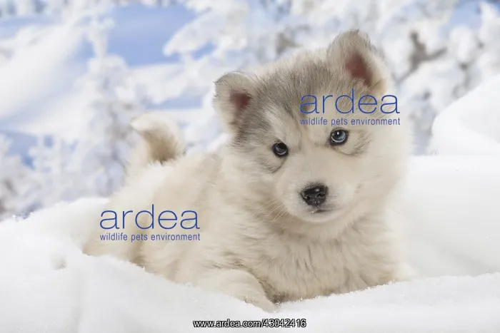  : Husky puppy in the snow in winter