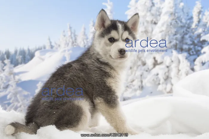 : Husky puppy in the snow in winter