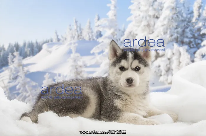 : Husky puppy in the snow in winter