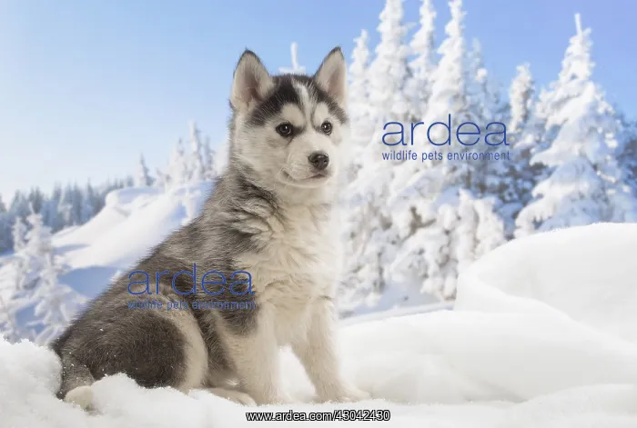  : Husky puppy in the snow in winter