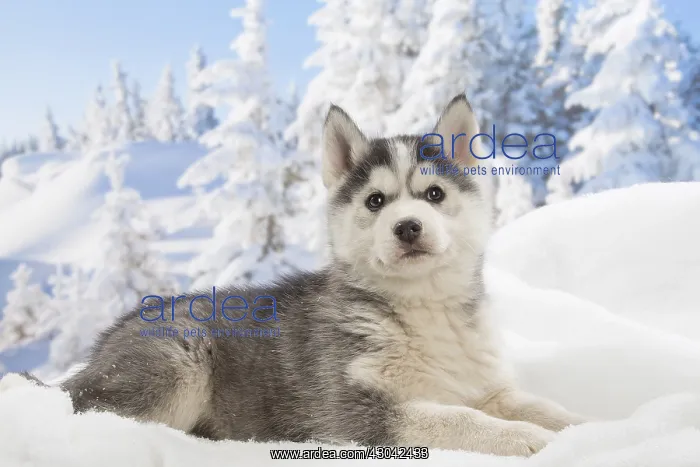  : Husky puppy in the snow in winter