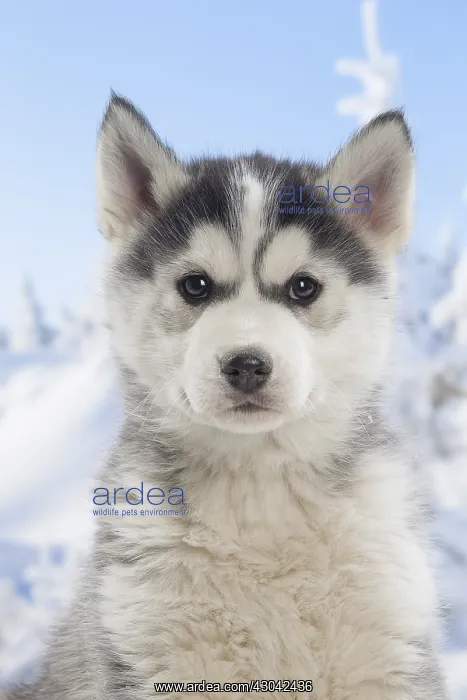  : Husky puppy in the snow in winter
