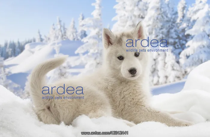  : Husky puppy in the snow in winter