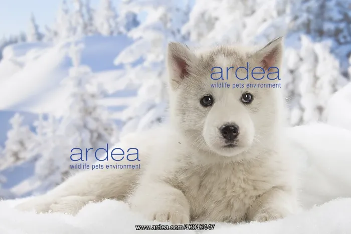  : Husky puppy in the snow in winter