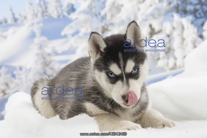  : Husky puppy in the snow in winter