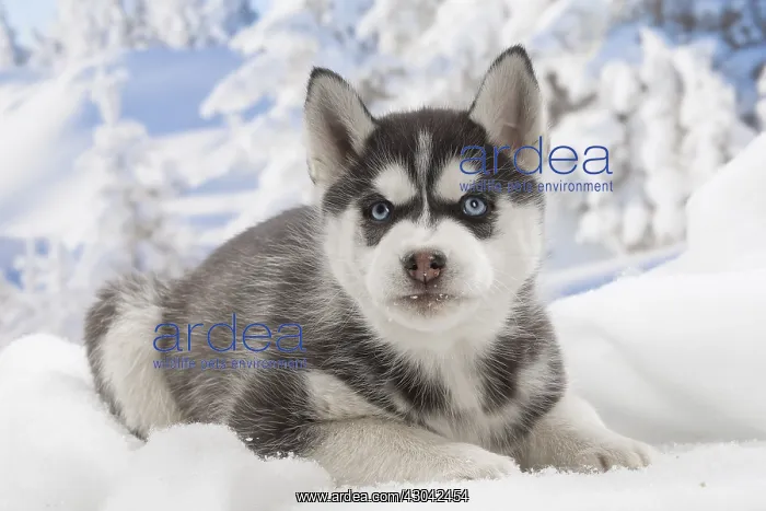  : Husky puppy in the snow in winter