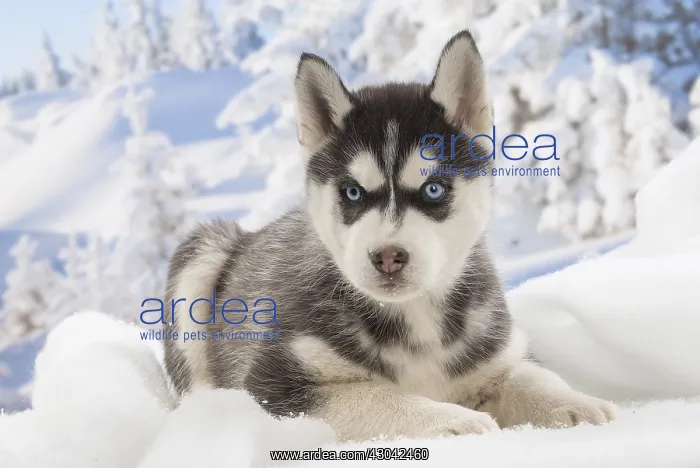  : Husky puppy in the snow in winter