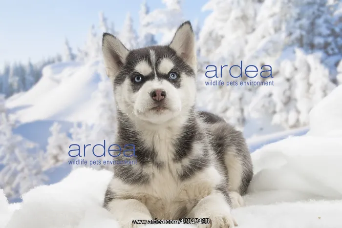  : Husky puppy in the snow in winter