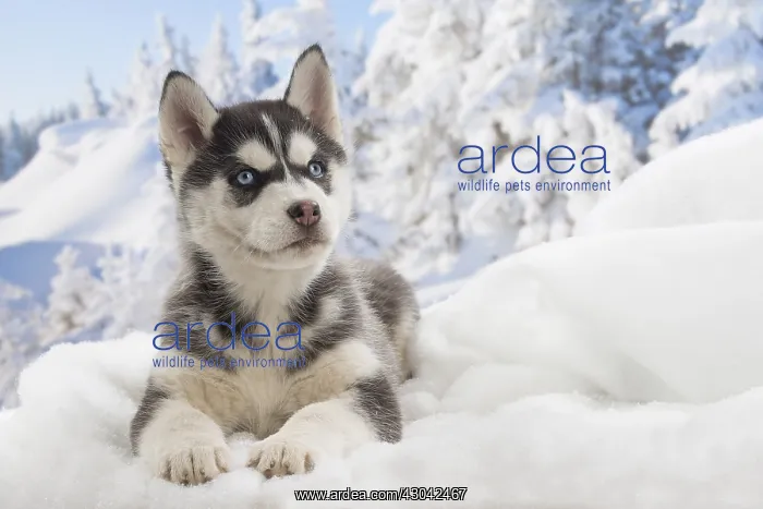  : Husky puppy in the snow in winter
