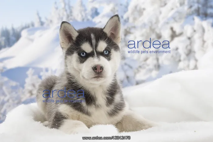  : Husky puppy in the snow in winter