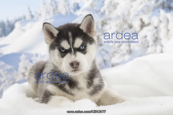  : Husky puppy in the snow in winter