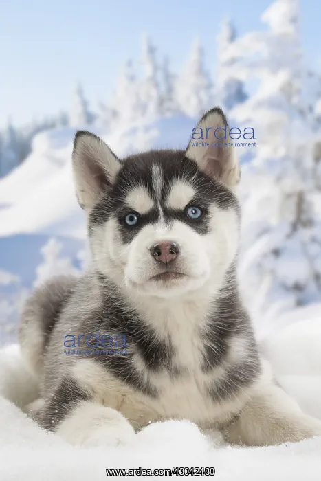  : Husky puppy in the snow in winter