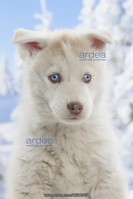  : Husky puppy in the snow in winter