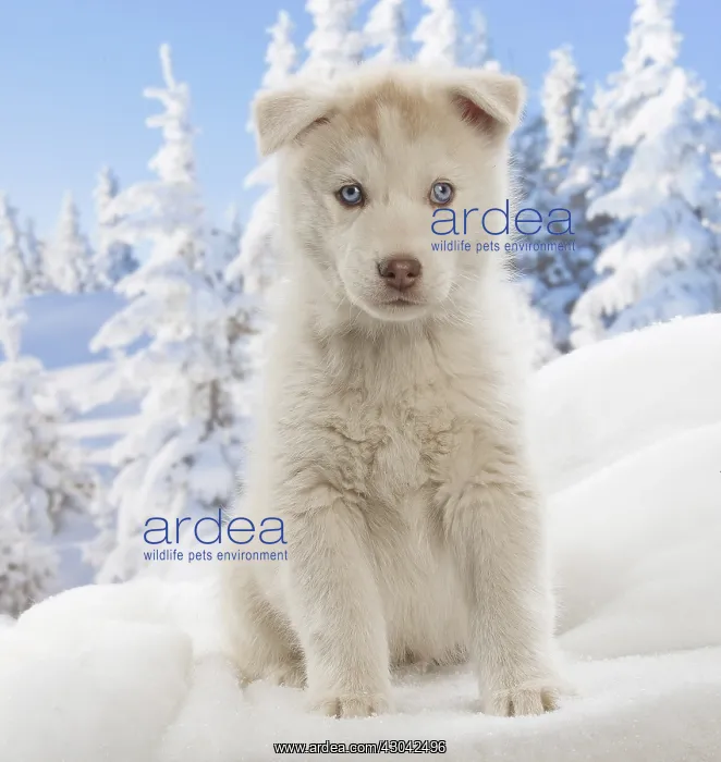  : Husky puppy in the snow in winter