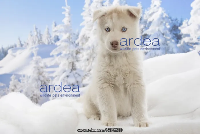  : Husky puppy in the snow in winter