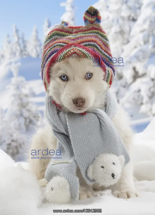  : Husky puppy in the snow in winter