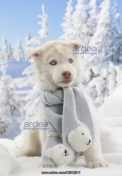  : Husky puppy in the snow in winter