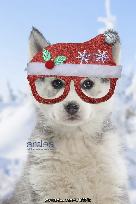 : Husky puppy wearing Christmas hat and glassess : Husky puppy wearing Christmas hat and glassess