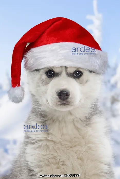 : Husky puppy wearing Christmas hat in the snow in winter : Husky puppy wearing Christmas hat in the snow in winter