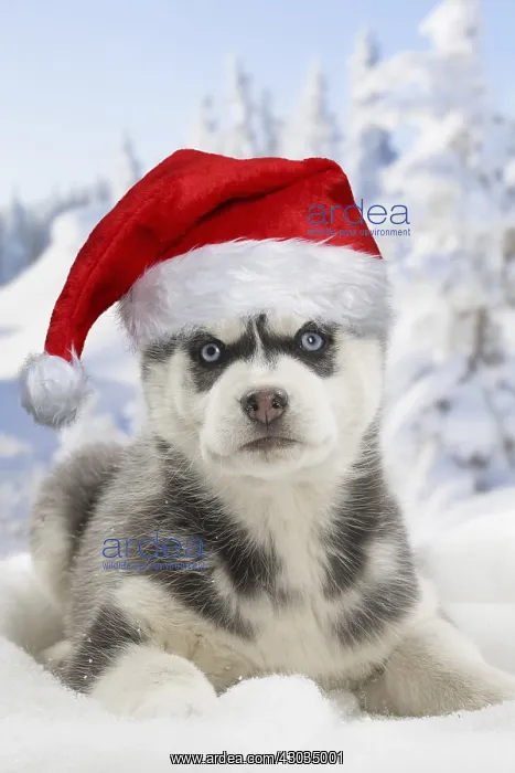 : Husky puppy wearing Christmas hat in the snow in winter : Husky puppy wearing Christmas hat in the snow in winter