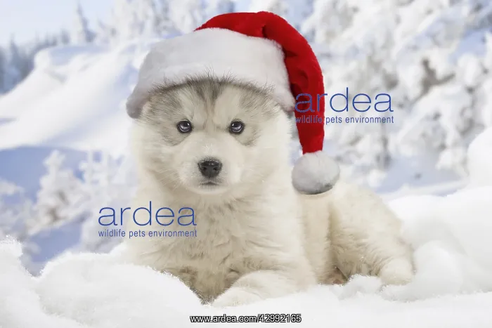 : Husky puppy wearing Christmas hats in the snow in winter : Husky puppy wearing Christmas hats in the snow in winter