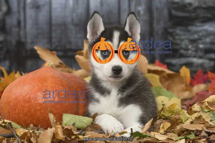 : Husky puppy wearing pumpkin glasses outdoors in autumn : Husky puppy wearing pumpkin glasses outdoors in autumn