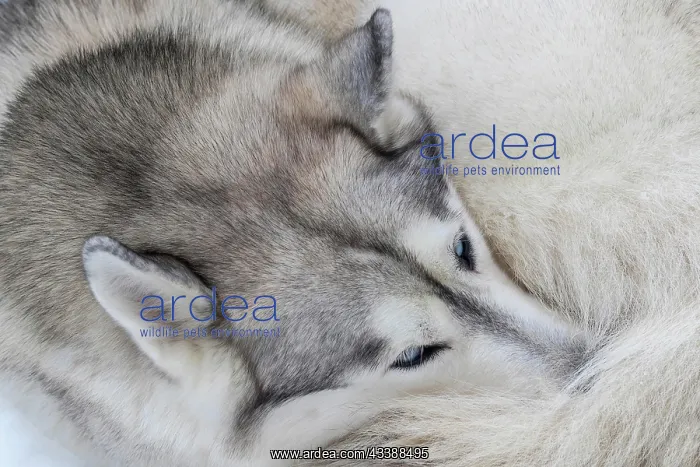 : Husky resting curled up, sled dog, portrait, Todtmoos : Husky resting curled up, sled dog, portrait, Todtmoos