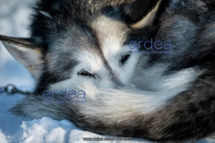 : Husky resting rolled up in the snow, Norrbottens : Husky resting rolled up in the snow, Norrbottens