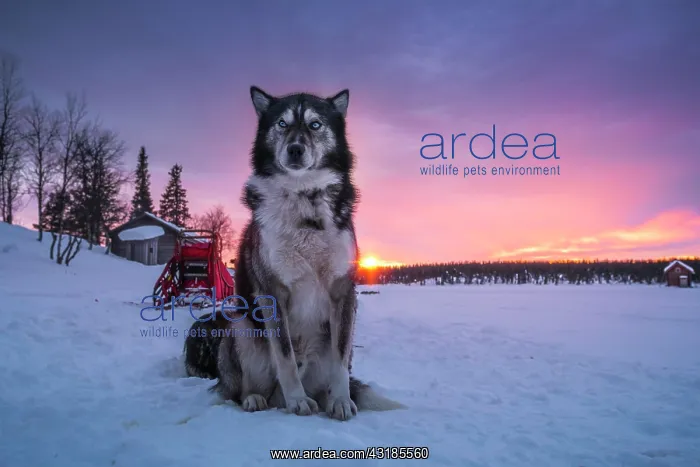 : Husky sitting upright in the warm light of the rising : Husky sitting upright in the warm light of the rising