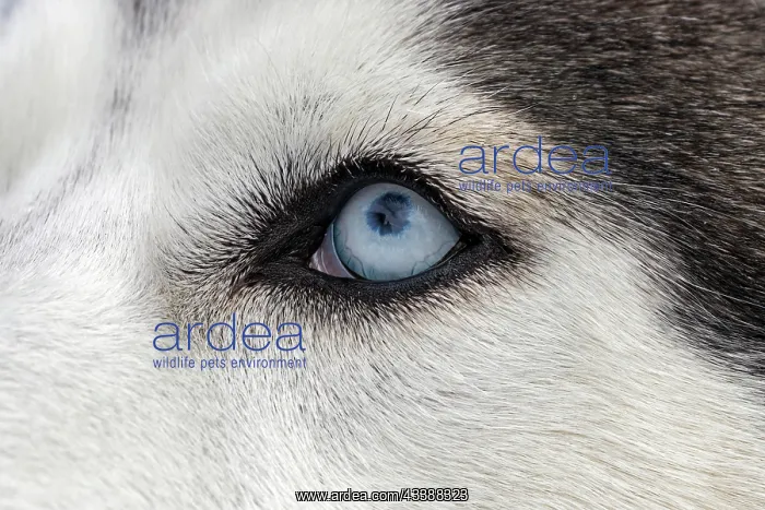 : Husky, sled dog, eye, blue, detail, portrait, Todtmoos : Husky, sled dog, eye, blue, detail, portrait, Todtmoos