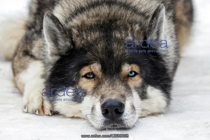 : Husky, sled dog, portrait, lying in the snow, Todtmoos : Husky, sled dog, portrait, lying in the snow, Todtmoos