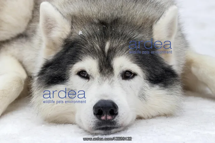 : Husky, sled dog, portrait, lying in the snow, Todtmoos : Husky, sled dog, portrait, lying in the snow, Todtmoos