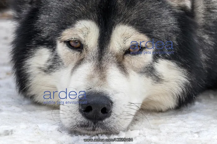 : Husky, sled dog, portrait, lying in the snow, Todtmoos : Husky, sled dog, portrait, lying in the snow, Todtmoos